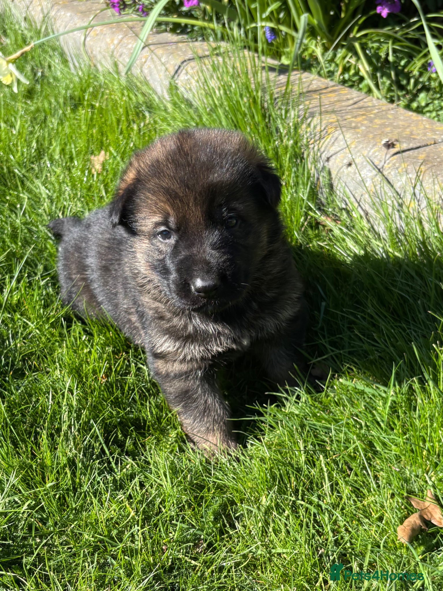 German Shepherd dogs Quality German Shepherd puppies  - Advert 2