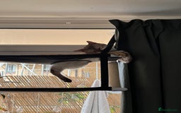 Bengal cats for sale: Bengal kittens Pure just born - Image 4