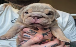 English Bulldog dogs for sale: British bulldog puppies  - Image 7