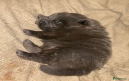 Shar Pei dogs for sale: Bear coat shar pei blue girl  - Advert 1