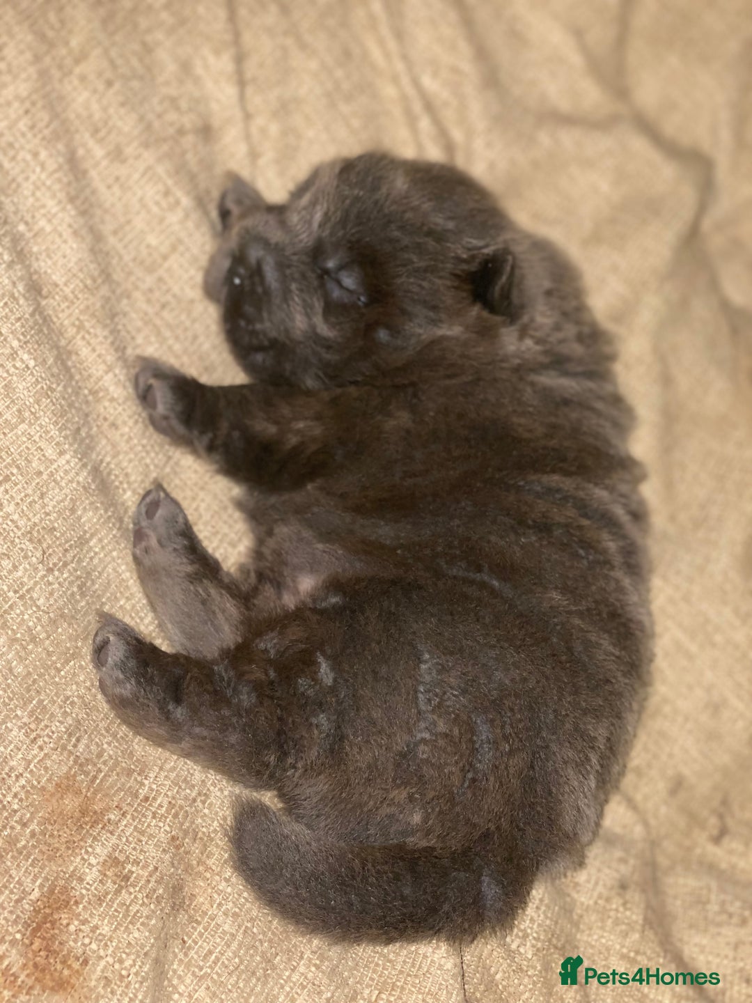 Shar Pei dogs for sale: Bear coat shar pei blue girl  - Advert 1