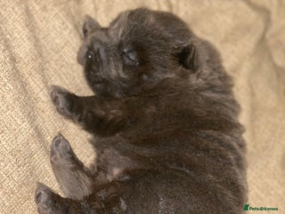 Shar Pei dogs Bear coat shar pei blue girl - Advert 16