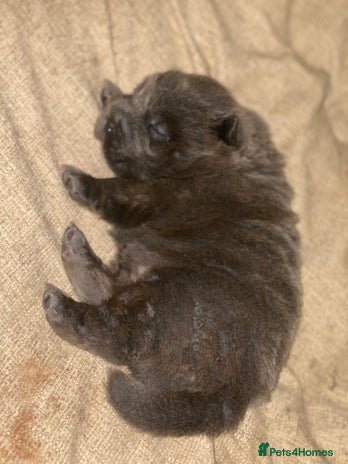 Shar Pei dogs Bear coat shar pei blue girl - Advert 1