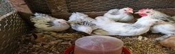 Chickens poultry for sale: Columbian pekins - Advert 1