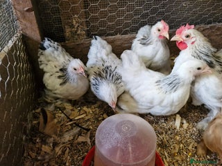 Chickens poultry Columbian pekins - Advert 1