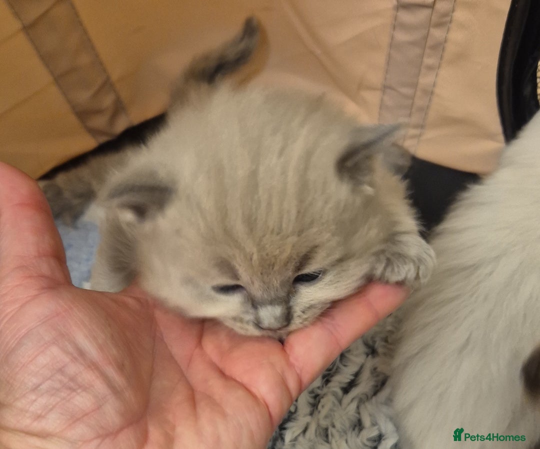 Ragdoll cats for sale: Beautiful ragdoll kittens  - Image 5