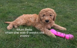 Goldendoodle dogs for sale: Beautiful F1B Goldendoodle - Image 9