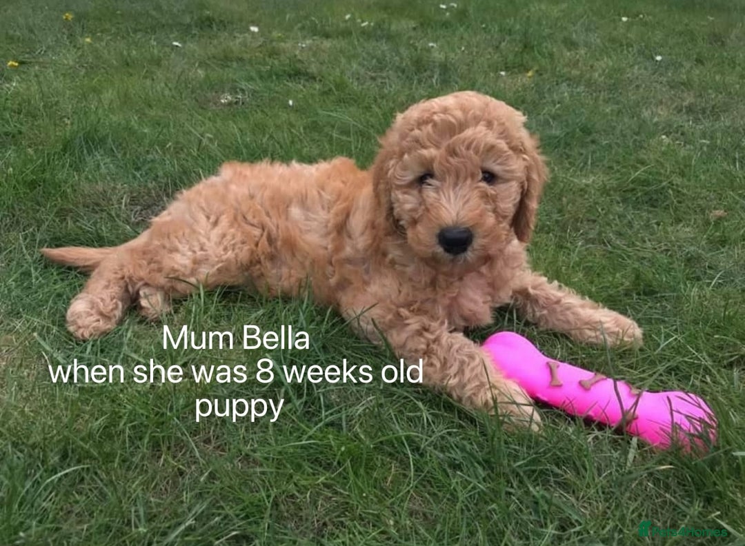 Goldendoodle dogs for sale: Beautiful F1B Goldendoodle - Image 9