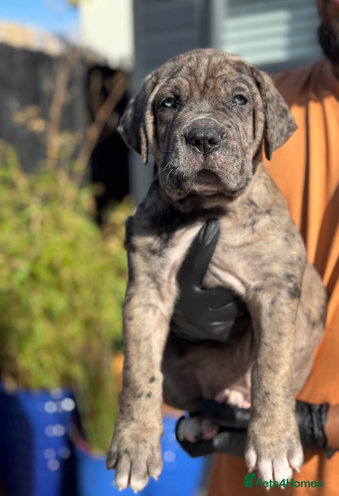 Mixed Breed dogs for sale: Last Four Mastiff pups available  - Image 27