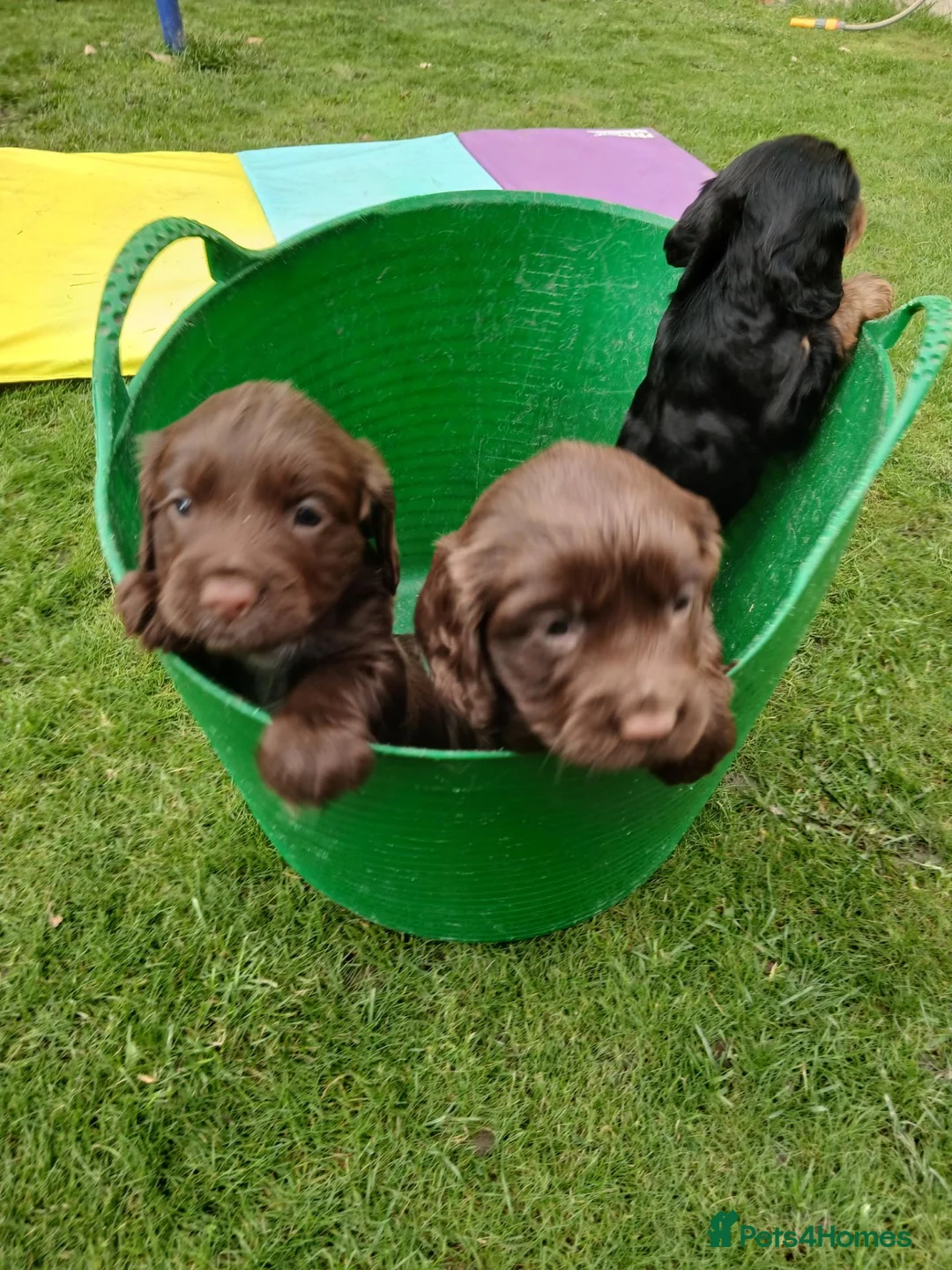 Cocker Spaniel dogs for sale: Cocker spaniels pups - Advert 1
