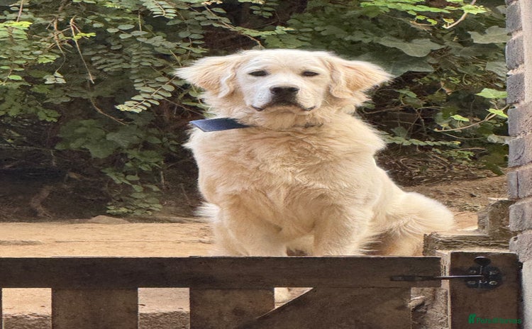 Golden Retriever dogs - Advert 2