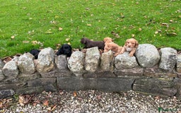 Cocker Spaniel dogs for sale: Cocker spaniel puppies  - Image 2