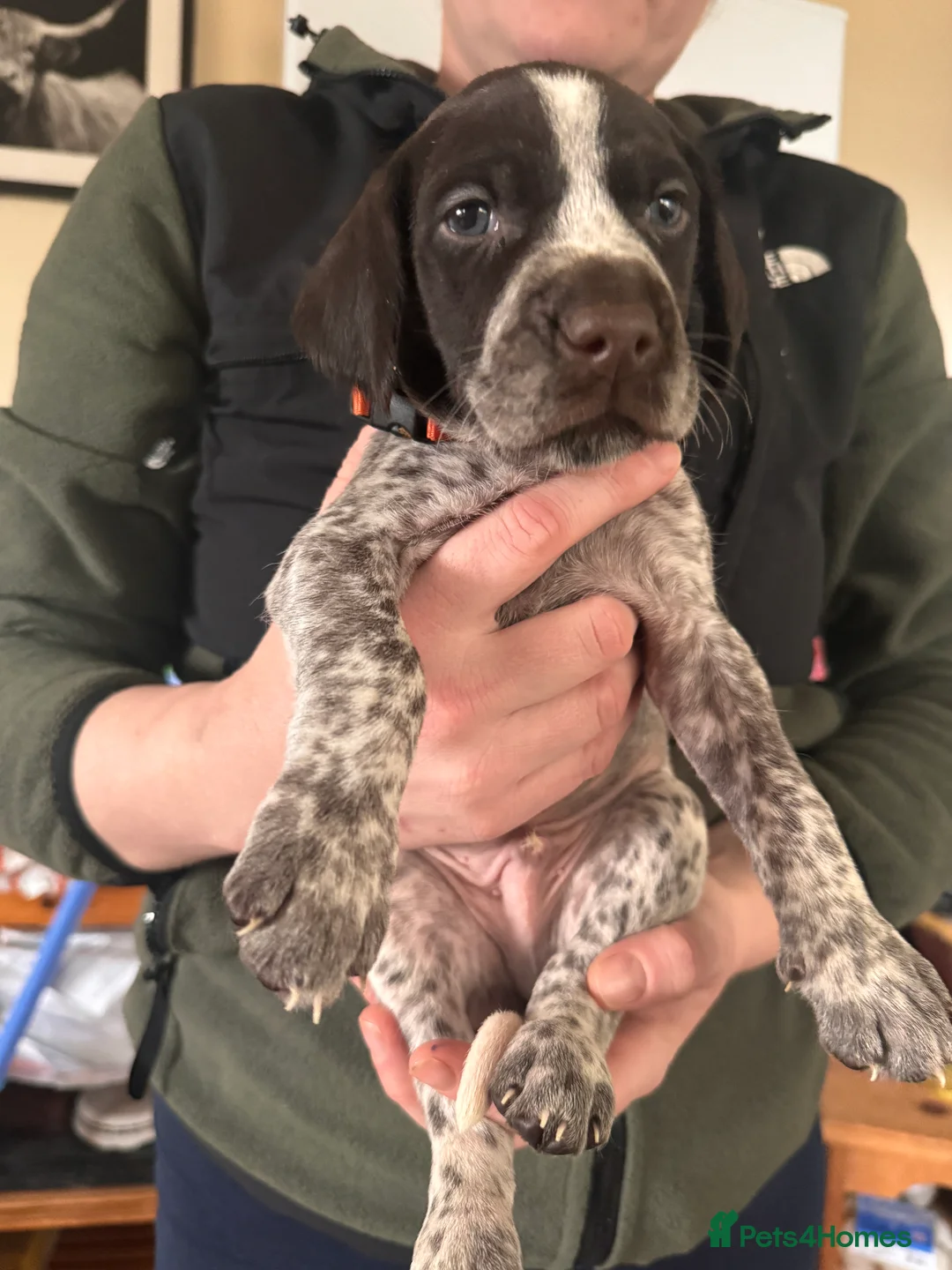 Mixed Breed dogs for sale: German pointers  - Advert 6