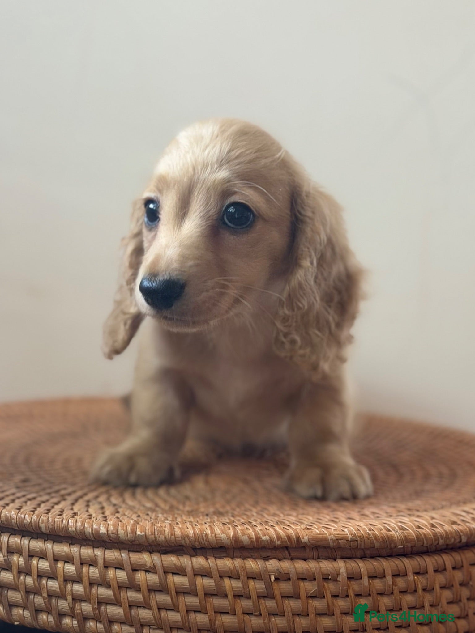 Miniature Dachshund dogs Miniature longhaired dachshunds  - Advert 2