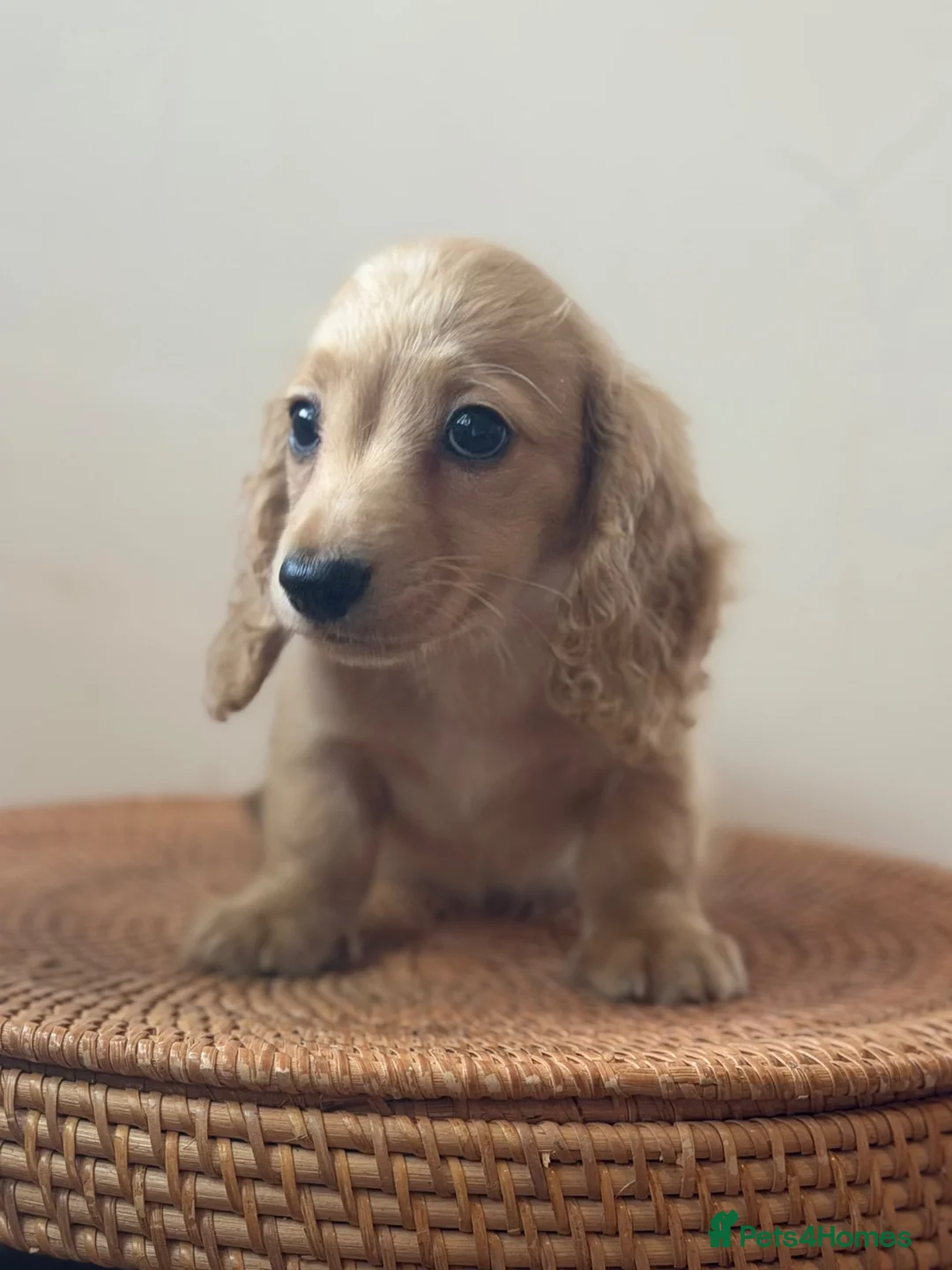 Miniature Dachshund dogs for sale: Miniature longhaired girls 2 left  - Advert 2