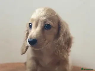 Miniature Dachshund dogs Miniature longhaired dachshunds - Advert 2