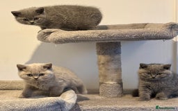 British Shorthair cats for sale: 💙GCCF MALE BSH KITTENS OUTSTANDING CHAMPION LINES - Image 2