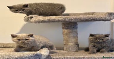 British Shorthair cats - Advert 11