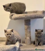 British Shorthair cats - Advert 4