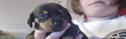 Jackshund dogs for sale: Jackshund puppies in Wellington - Advert 7