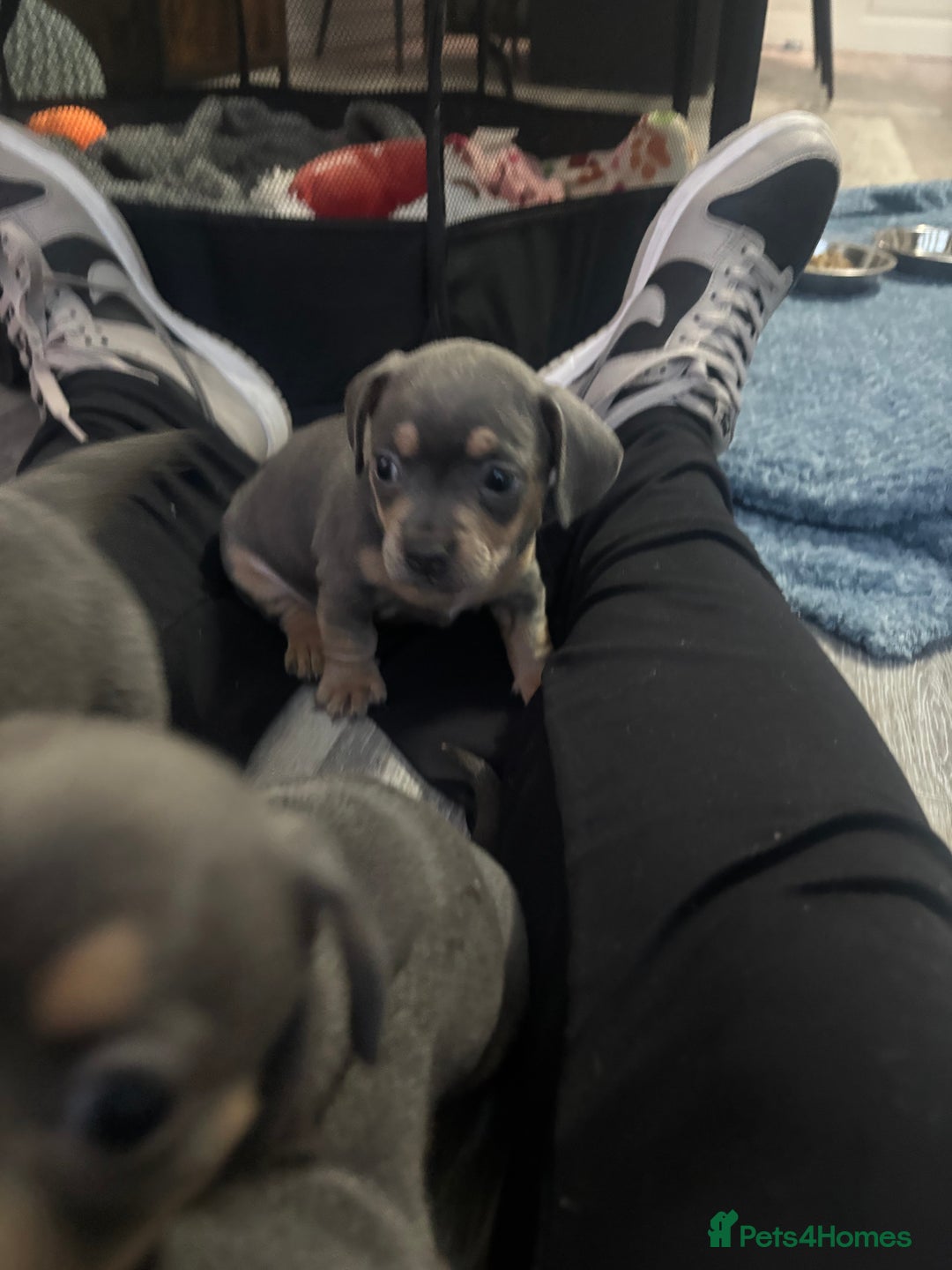 Mixed Breed dogs for sale: French- wieners ❤️ - Image 5
