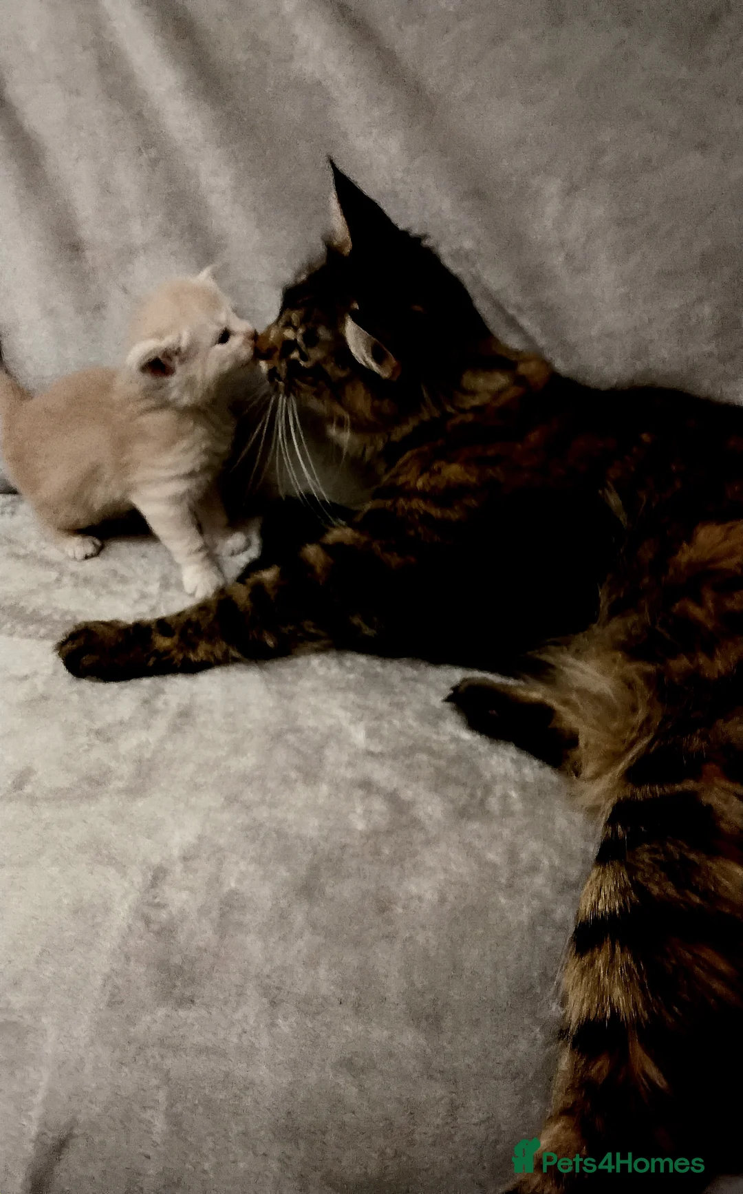 Maine Coon cats for sale: Exceptional Maine Coon kittens available - Advert 21
