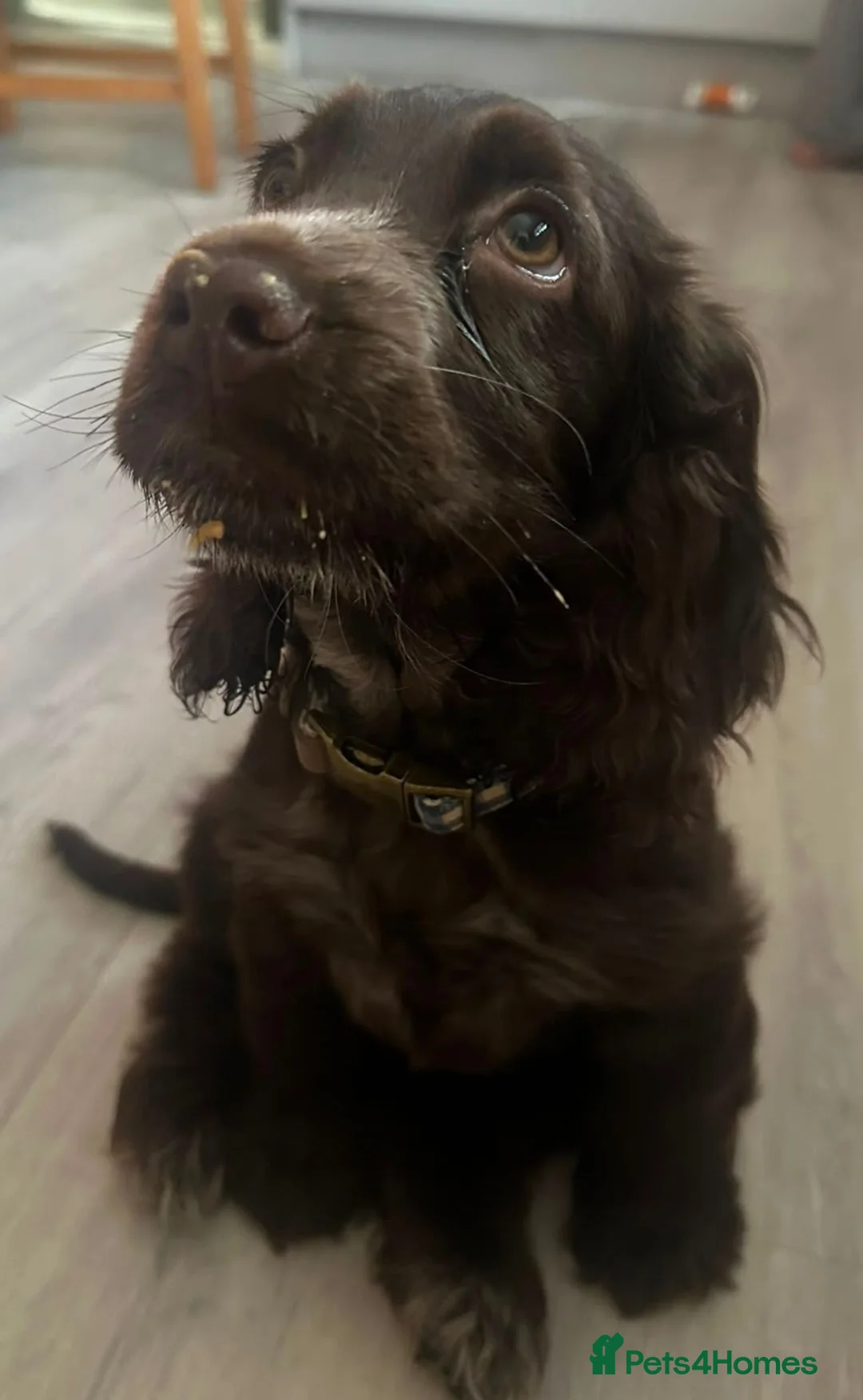 Cocker Spaniel dogs for sale: Gorgeous cocker spaniel  in Runcorn - Advert 2