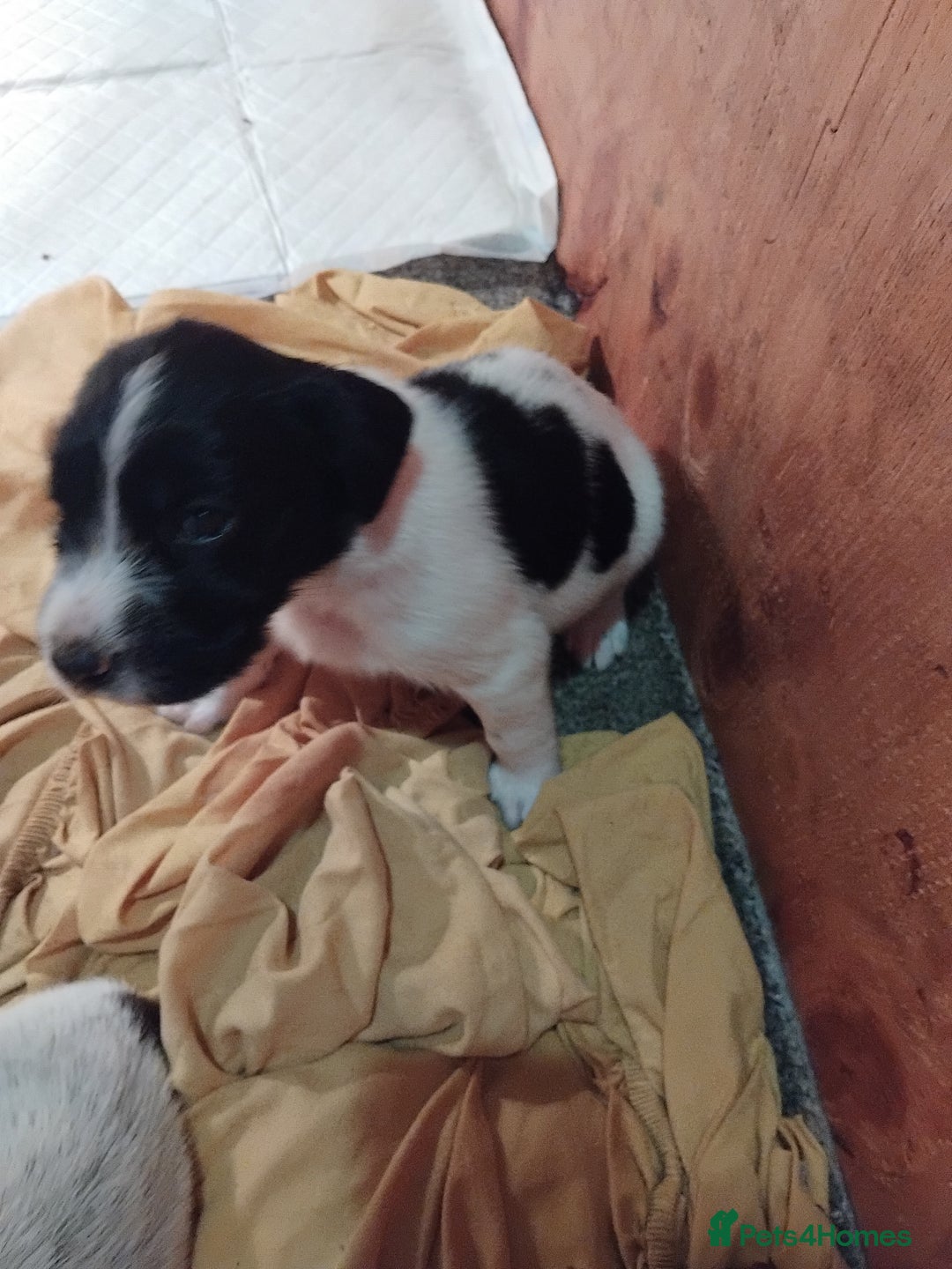 Mixed Breed dogs for sale: German Wirehaired Pointer x Springer Spaniel Pups - Advert 12