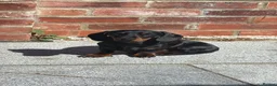 Miniature Dachshund dogs for sale: Miniature dachshund  in Sheffield - Advert 2