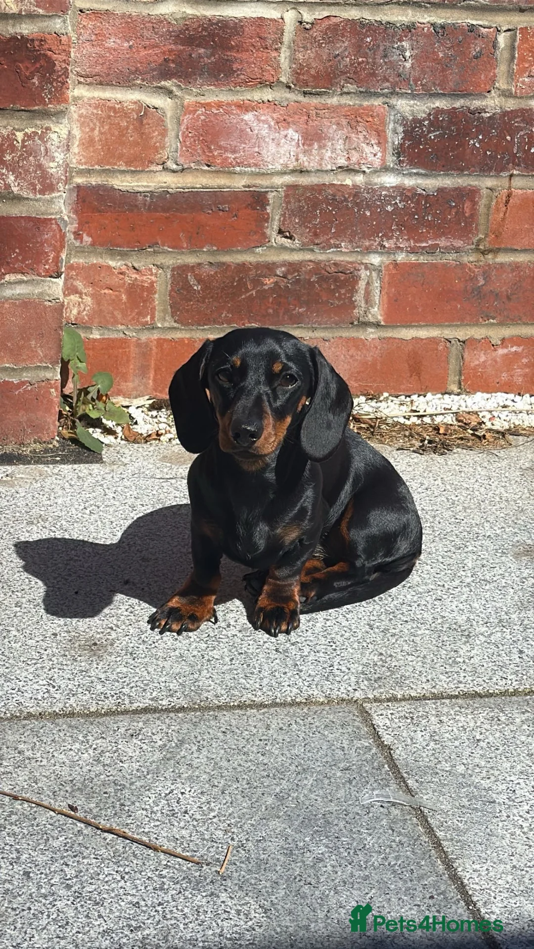 Miniature Dachshund dogs for sale: Miniature dachshund  in Sheffield - Advert 2