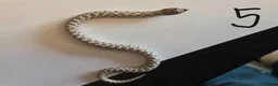 Snake reptiles for sale: Western Hognose Babies - Normal and Axanthics - Advert 8