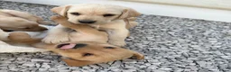Labrador Retriever dogs for sale: 8 Labrador puppy’s for sale  - Advert 37