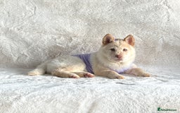 Mixed Breed dogs for sale: Stunning chowsky puppies for sale  - Image 20