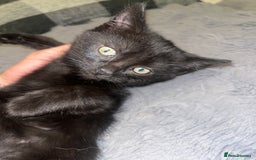 Mixed Breed cats for sale: 2 black girls 9 weeks old - Image 5