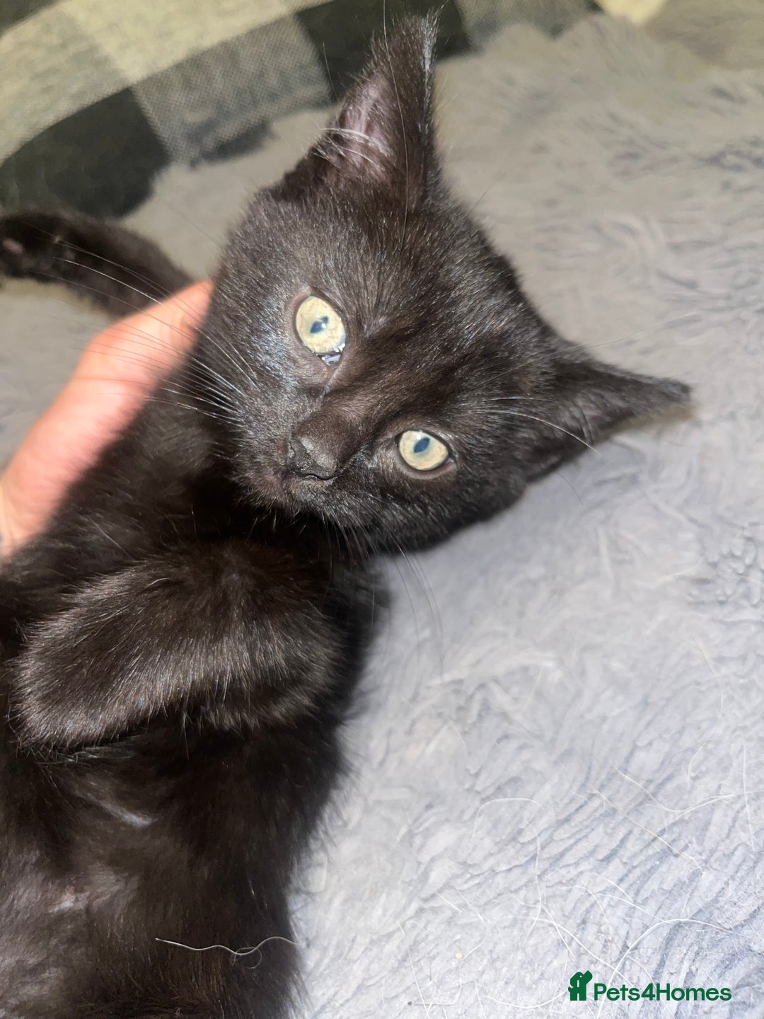Mixed Breed cats for sale: 2 black girls 9 weeks old - Image 5