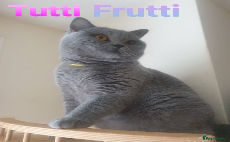 British Shorthair cats - Advert 3