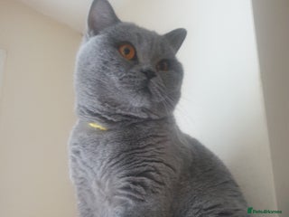 British Shorthair cats - Advert 5