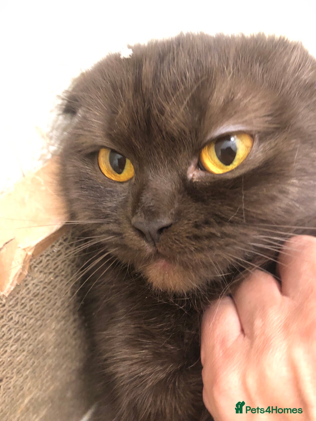 Scottish Fold cats for sale: 🐾 Rare Chocolate Beauty in Edinburgh 🏡 - Advert 11