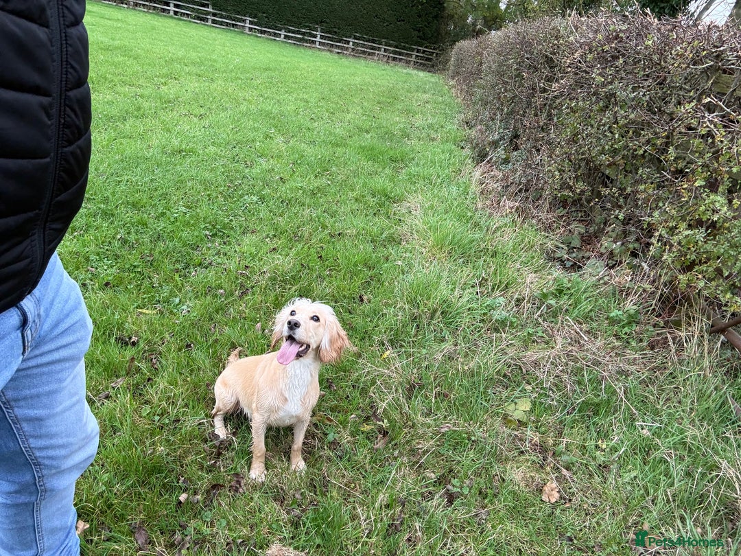 Cocker Spaniel dogs for sale: Ruby  - Image 3