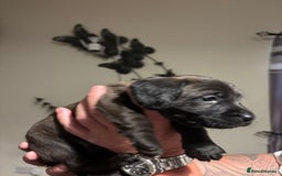 Doxiepoo dogs for sale: Doxiepoo f1 - Image 15