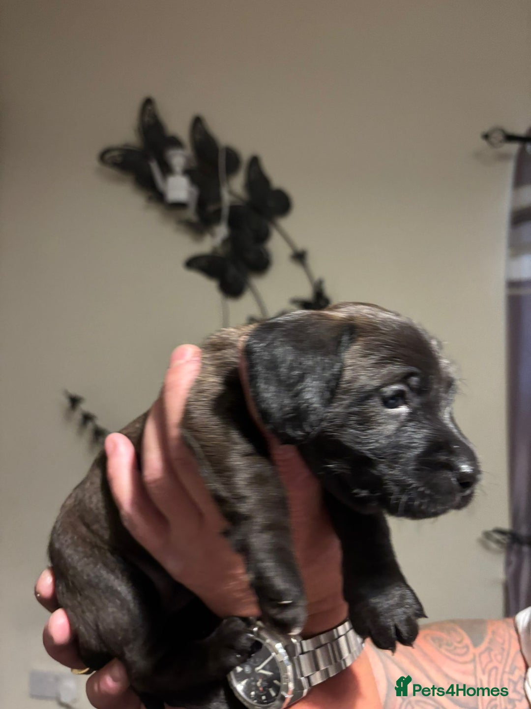Doxiepoo dogs for sale: Doxiepoo f1 - Image 15