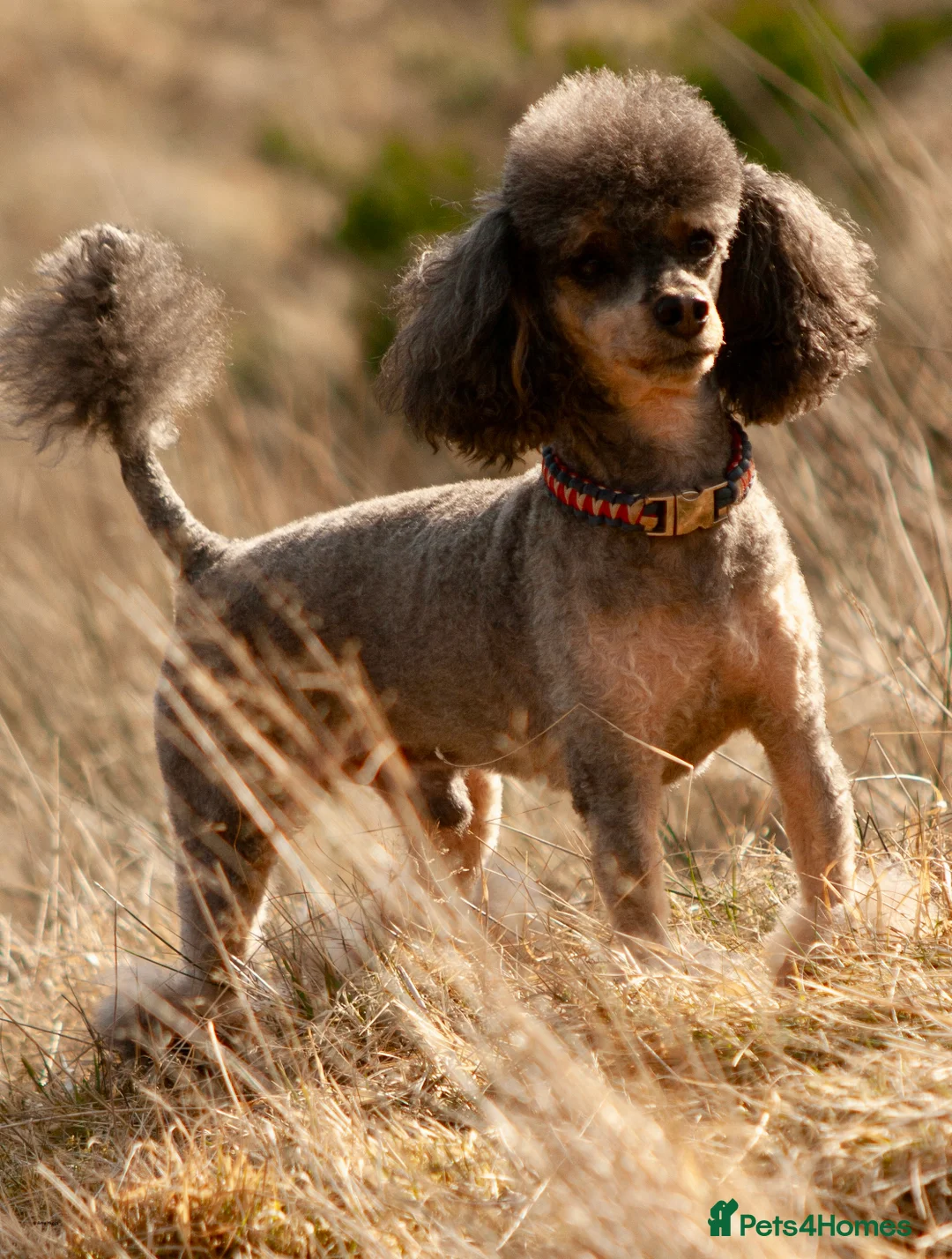 Toy Poodle dogs for stud: Phantom Toy poodle - Advert 7