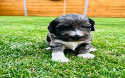 Cockapoo dogs for sale: Beautiful Merle cockapoos - Image 8