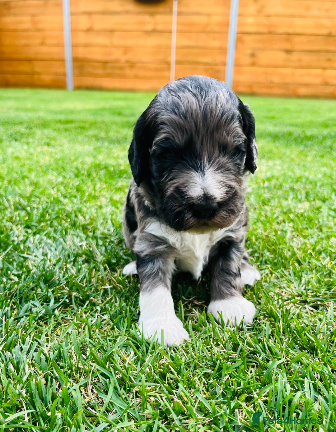 Cockapoo dogs for sale: Beautiful Merle cockapoos - Image 8