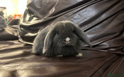 Mini Lop rabbits for sale: Lovely baby minilops for sale  - Image 5