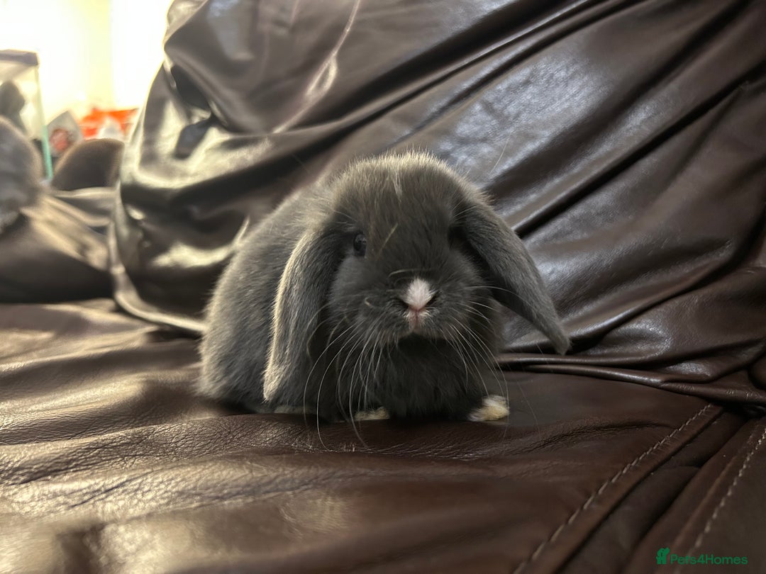 Mini Lop rabbits for sale: Lovely baby minilops for sale  - Image 5