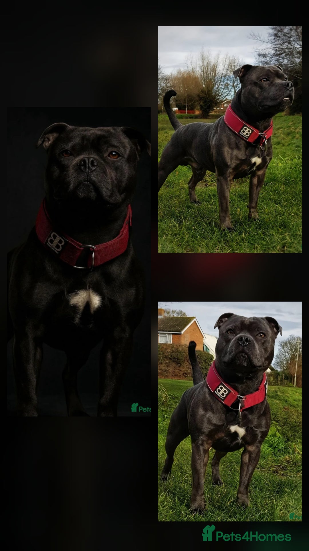 Staffordshire Bull Terrier dogs for sale: ***Outstanding Quality Blue Staff Puppies Due*** - Advert 2