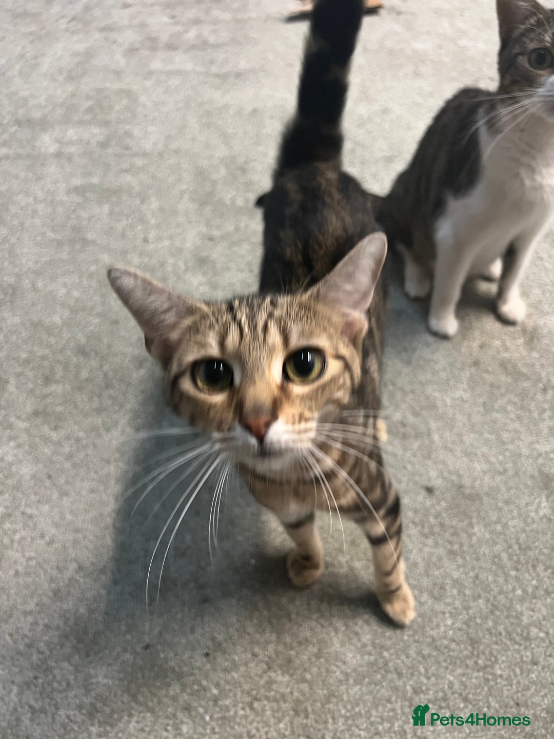 British Shorthair cats for sale: Wonderful cat family looking for a new home! 🐱 - Image 5