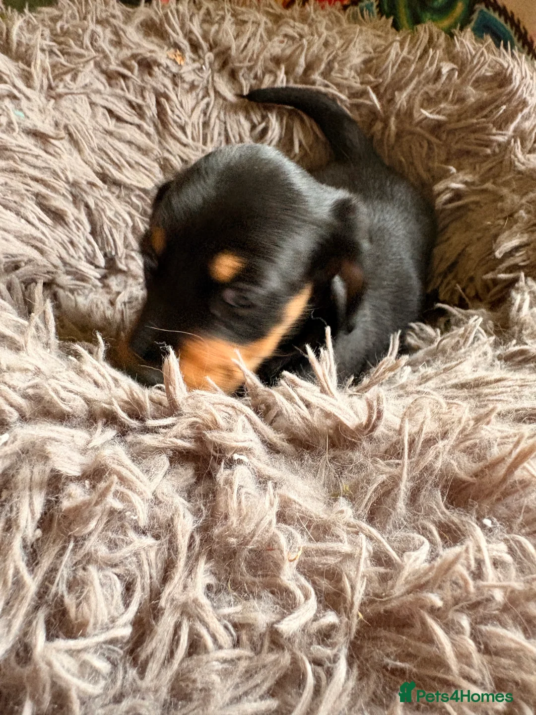 Dachshund dogs for sale: Miniature Smooth Haired Dachshunds  - Advert 40