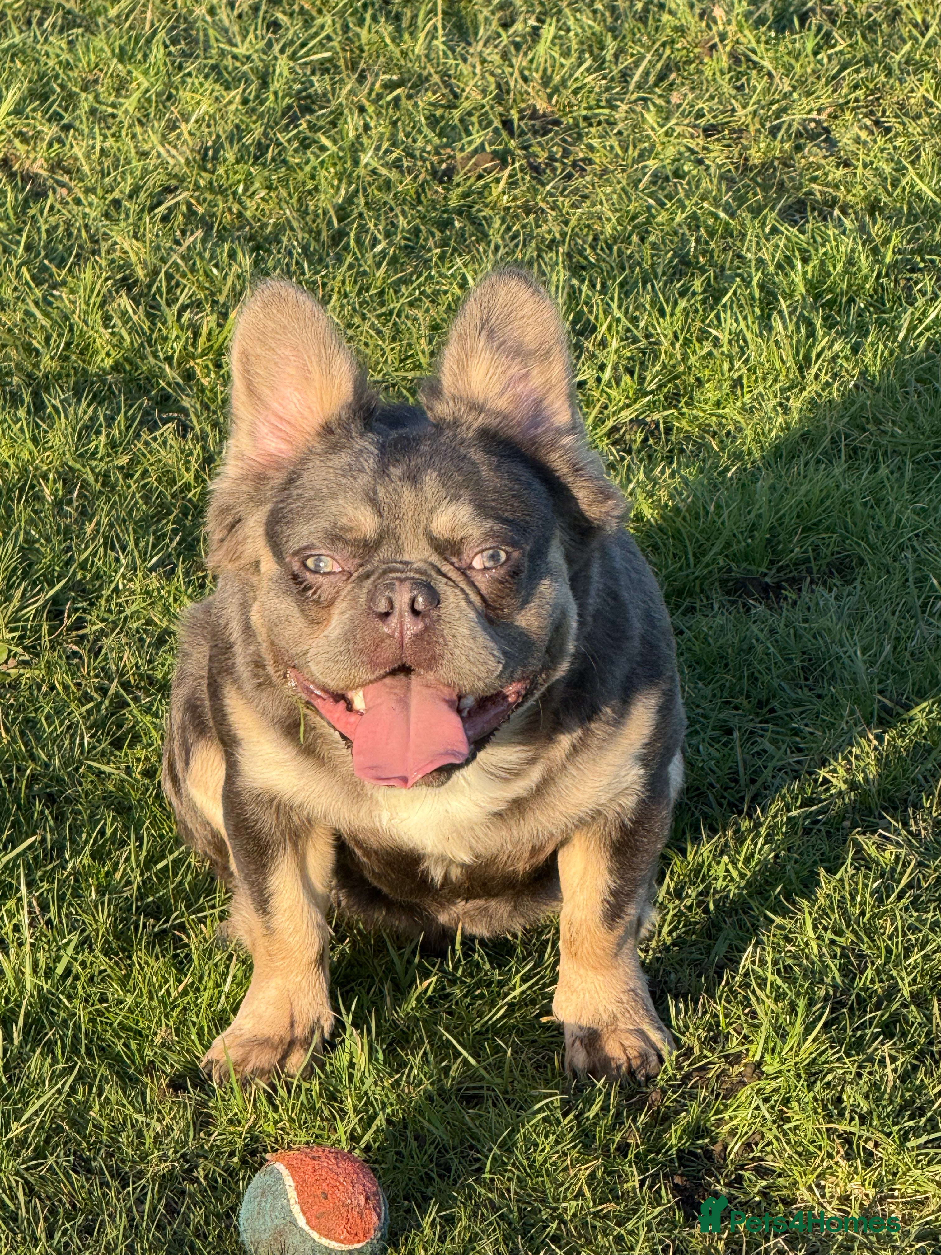 French Bulldog dogs Lilac and tan carrying cream , fluffy L3 L1 in Dundee - Advert 11